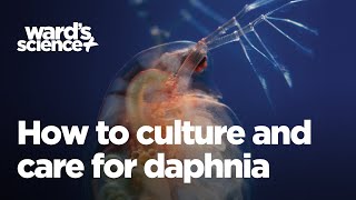 Caring and Culturing for Daphnia [upl. by Ludba142]