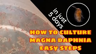 How to Culture Magna Daphnia Easily [upl. by Gean]