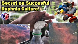 How to Culture Daphnia Successfully [upl. by Oneill]