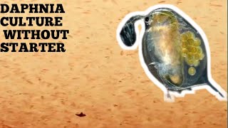 HOW TO CULTURE DAPHNIA NATURALLY WITHOUT A STARTER [upl. by Aieken]