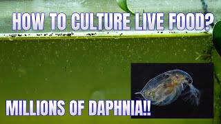 How to Culture Daphnia Secret Method to Breed MILLIONS  Simply Aquatic [upl. by Sirrep]