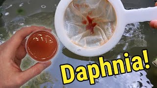 How I Culture Daphnia In Outdoor Tubs [upl. by Letch]