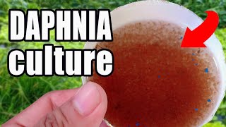 How to culture Daphnia  Easy way and complete guide [upl. by Rhines23]