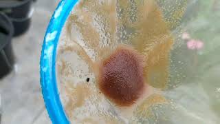 How to culture daphnia moina in a small container Part 1 English Subtitle [upl. by Enidan753]