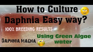 Daphnia MagnaHow to Culture Daphnia Easy wayCulturing Daphnia using Green water Daphnia [upl. by Cara]