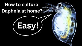 BEST Live Fish Food Beginner guide How to Culture Daphnia at home [upl. by Serge388]