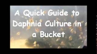 How to culture daphnia outside [upl. by Ridglee]