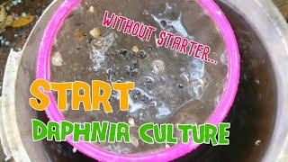 How to culture daphnia moina the easy way 1  Starting the Daphnia culture [upl. by Lerred]