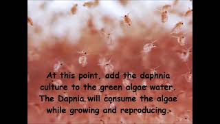 Daphnia  How to grow daphnia in your home [upl. by Gernhard163]