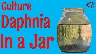 How to Culture Daphnia in a Jar [upl. by Hettie]