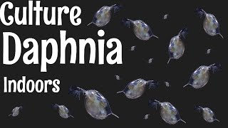 How to Culture Daphnia [upl. by Suhpoelc]