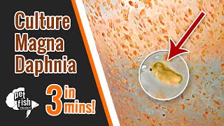 How to culture DAPHNIA MAGNA  The easy way [upl. by Elvira326]