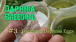 Daphnia Culture made simple and easy 3  Hatching Daphnia eggs [upl. by Annohsed]