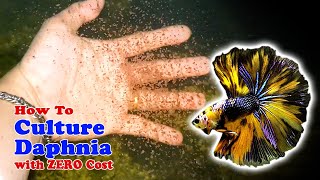 How to Culture Daphnia with ZERO Cost  Unlimited Live Food For Our Fish [upl. by Hafeetal526]