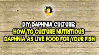 DIY Daphnia Culture How to Culture Nutritious Daphnia as Live Food for Your Fish [upl. by Gerri15]