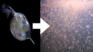 How I Culture Daphnia [upl. by Chon]