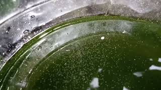 DAPHNIA MOINA CULTURE IN A SMALL BUCKET [upl. by Kimitri]