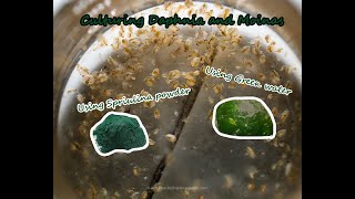 How To Culture Daphnia and Moinas using Green Water Spirulina powder [upl. by Dunton]