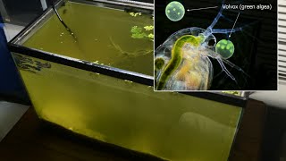 Raising Daphnia for the Freshwater Aquarium [upl. by Redliw]