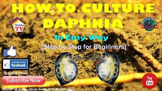 HOW TO CULTURE DAPHNIA In Easy Way [upl. by Armin]